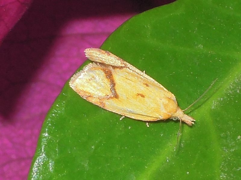 Agapeta hamana (Tortricidae)